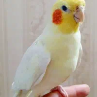 عروس هلندی نر