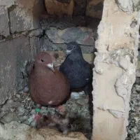 کفتر|پرنده|جلگه ماژان, |دیوار