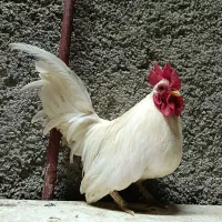 مرغ و خروس