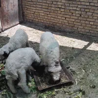 بره