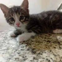 گربه|گربه|بجنورد, |دیوار
