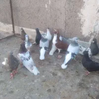 کبوتر|پرنده|قزوین, |دیوار