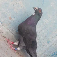زاغ عراق ابو حیدر جزیره