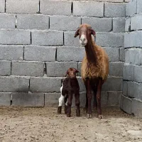 گوسفند..میش بره دار افشاری با بره نر