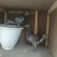 پرنده