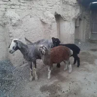 میش و بره