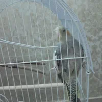 قفس شیک‌و عروس هلندی ماده