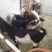 تعدادی بره و کهره