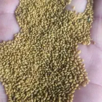 بذر یونجه.... تخم یونجه تضمینی