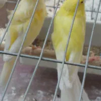 قناری نر قرص شلاقی بخون ۲عدد وماده بلند