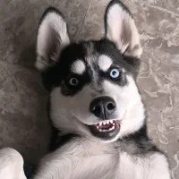 هاسکی|سگ|زاهدان, |دیوار