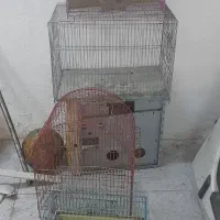 قفس پرنده