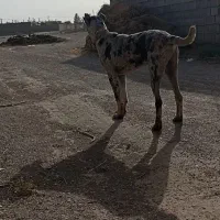 توله سگ خراسانی