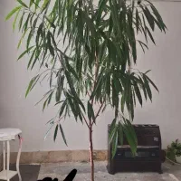 گل آپارتمانی بنجامین آمستل