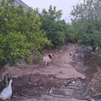 فروش باغچه ۵۰۰ متری پشت تکین