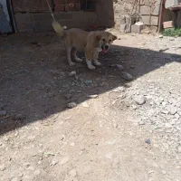 توله ماده