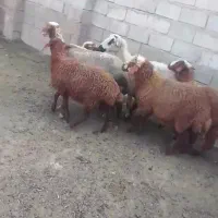 میش بره دار