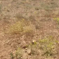 فروش زمین باغ شهری پل گچی فوری