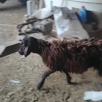 بره نر همو سن ۶ماهه وزن حدودا ۴۵