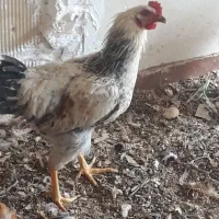 خروس