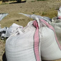 کاه ماشک سبز