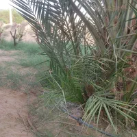 بچ نخل یا پا جوش نخل