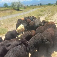 بره نر