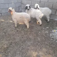 بره کاور دونه ای ۱۱ میلیون