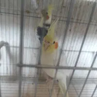 جفت عروس مولد رام