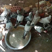 کفتر|پرنده|گلباف, |دیوار