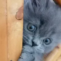 بریتیش بلو