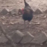 مرغ تخم گذار