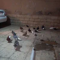 کبوتر کفتر دمسفید