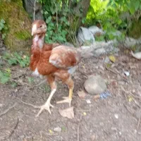 جوجه لاری