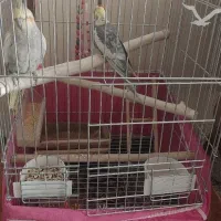 عروس هلندی نرو ماده