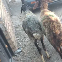 شیشک چاق