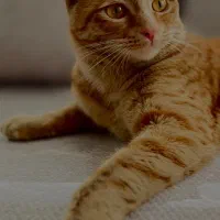 گربه ماده