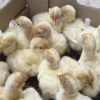بوقلمون نژاد بیوتی6