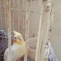 عروس هلندی