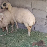 بره نر معامله با بز دوقلو زا رشتی