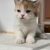 دوماهه|گربه|ساری, |دیوار