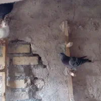 ۹ تا نر ماده قاطی