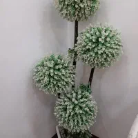 درختچه شمشاد