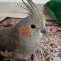 عروس هلندی ۱ ساله سالم رام اهلی