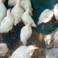 مرغ گوشتی زنده