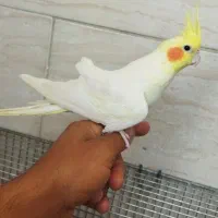 دوعدد عروس هلندی نر