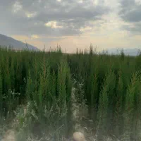 انواع نهال موجود است