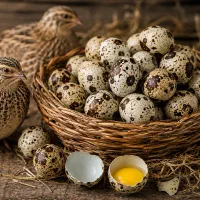نطفه دار ، خوراکی