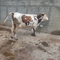 گاو سیمینتال شکم دوم شش دندان با گوساله نر