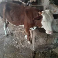 گاو ماده سیمنتال